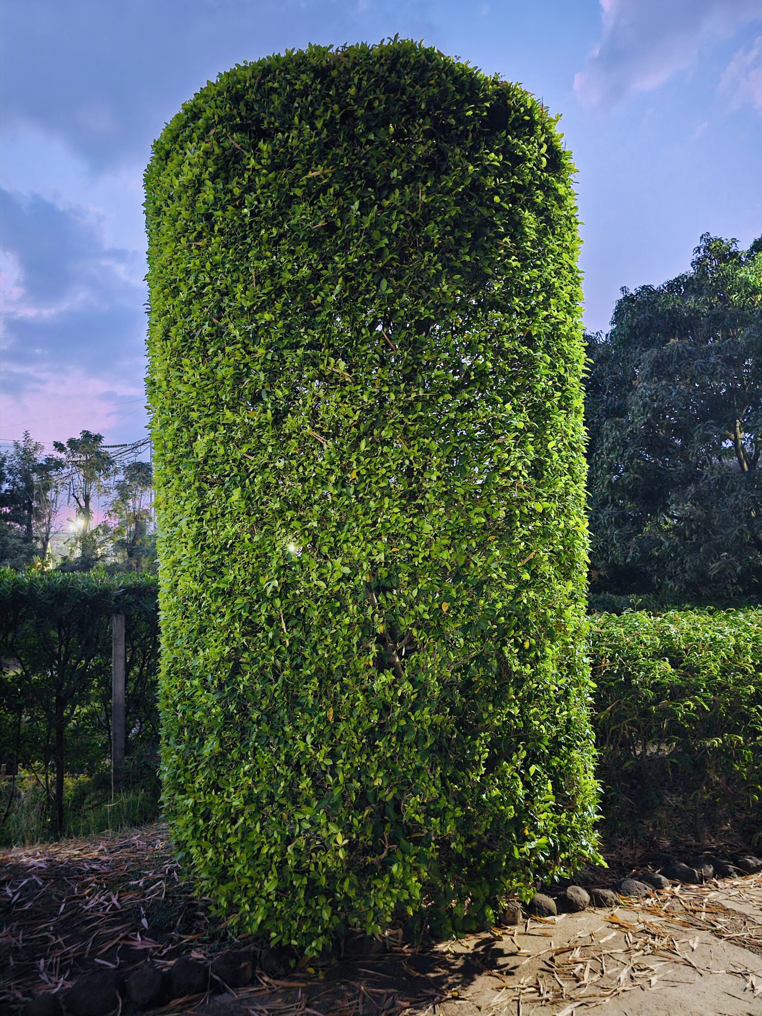 Planting Schemes